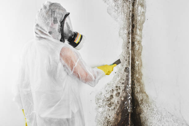 Best Post-Flood Mold Remediation in Whitewater, CA