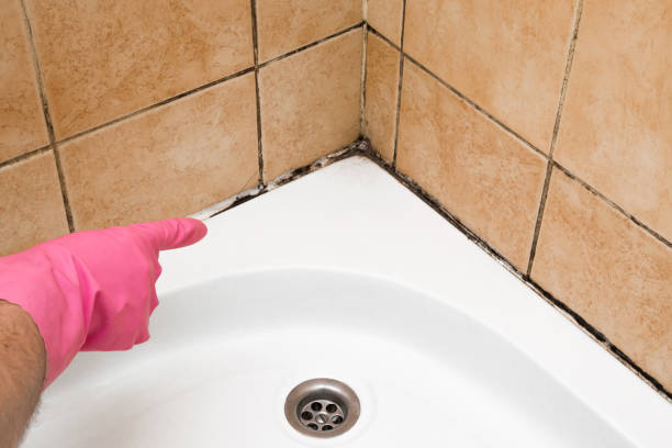 Best Kitchen Mold Remediation in Whitewater, CA